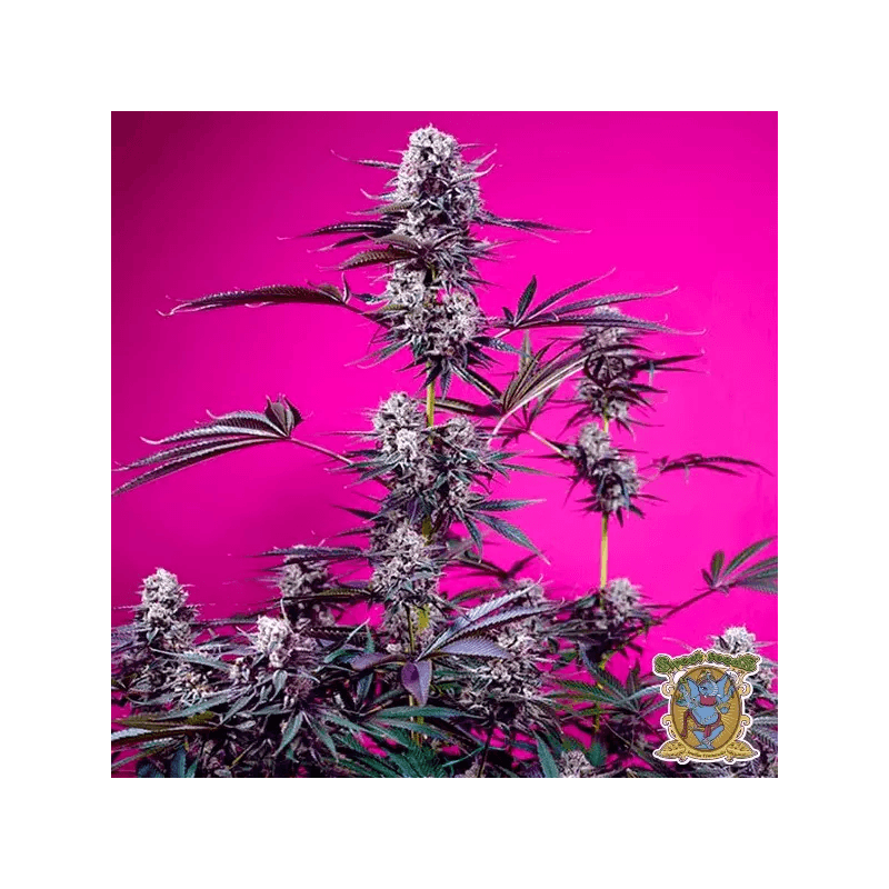 Fruity & Delicious Mix, Фасовка: 4, изображение 2